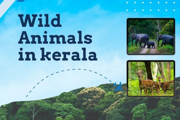 wild animals of kerala